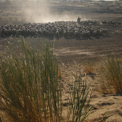 Karakum Desert sheep herdimage 